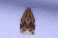 Archips xylosteana