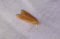 Helcystogramma rufescens