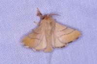 Malacosoma neustria