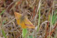 Lythria cruentaria