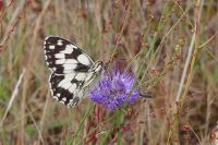 Melanargia galathea