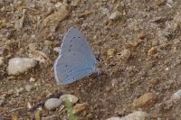 Celastrina argiolus