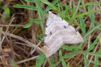 Aplocera