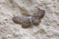 Idaea seriata