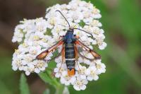Pyropteron chrysidiforme