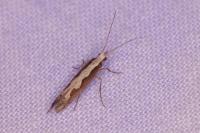 Plutella xylostella