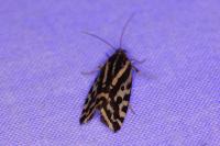 Emmelia trabealis