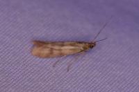 Homoeosoma sinuella