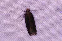 Aproaerema anthyllidella