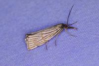 Chrysocrambus linetella