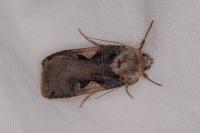 Xestia c-nigrum