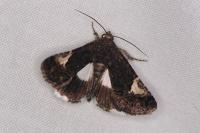 Aedia funesta