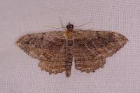 Philereme transversata
