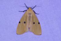 Lithosia quadra