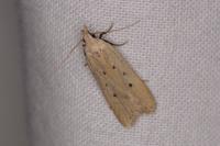 Nothris verbascella