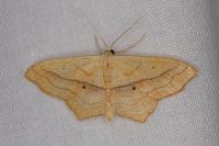 Scopula imitaria