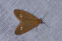 Dysauxes ancilla