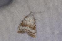Meganola albula