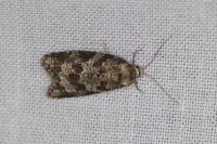 Cnephasia