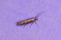 Plutella xylostella