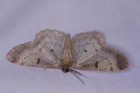 Peribatodes rhomboidaria
