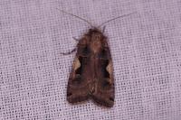 Xestia c-nigrum