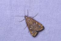 Loxostege sticticalis