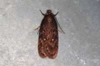 Depressaria albipunctella
