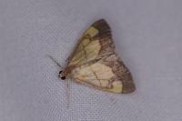 Evergestis limbata