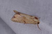Apamea lithoxylaea