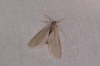 Acentria ephemerella