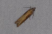 Eucosma obumbratana