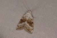 Meganola albula