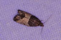 Spilonota ocellana