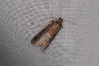 Acrobasis marmorea