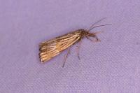Chrysocrambus linetella