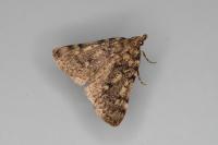 Aglossa pinguinalis
