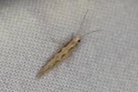 Plutella xylostella