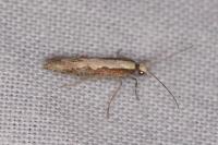 Plutella xylostella