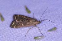 Loxostege sticticalis