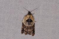 Acleris variegana