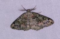 Cleorodes lichenaria