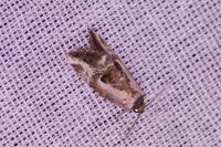 Elaphria venustula