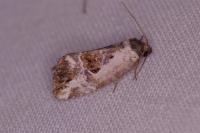 Elaphria venustula