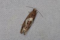 Epiblema foenella