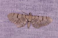 Eupithecia venosata