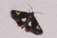 Aedia funesta