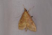 Ostrinia nubilalis