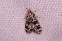 Eudonia delunella