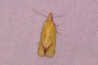 Agapeta hamana